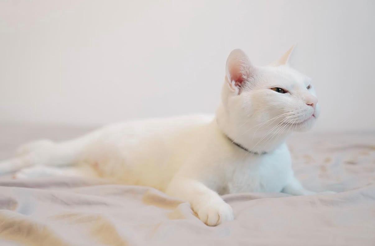 Administrare Medicație