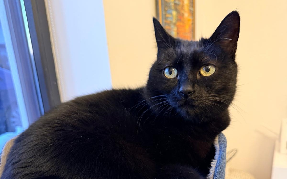 Curățarea litieriei